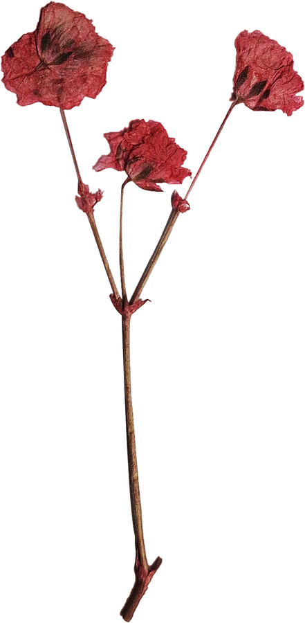Pressed Delicate Flowers